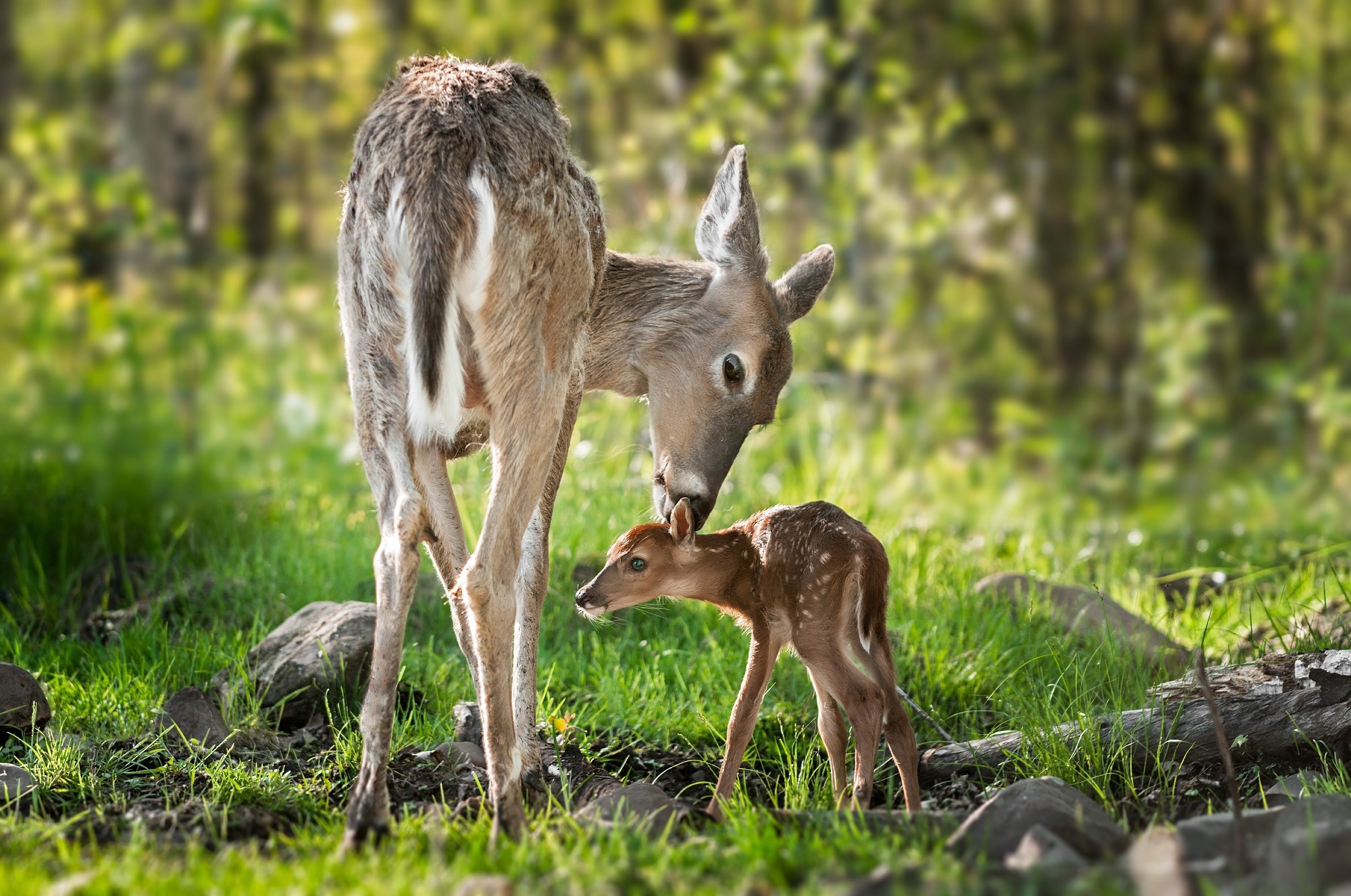 Study: Divergent SARS-CoV-2 variant emerges in white-tailed deer with deer-to-human transmission. Image Credit: Holly Kuchera/Shutterstock