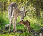 SARS-CoV-2 detected in white-tailed deer in Canada