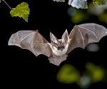 Bombali ebolavirus has been detected among bats in Mozambique