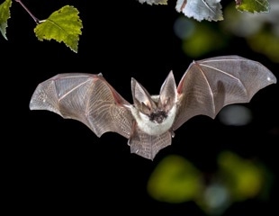 Bombali ebolavirus has been detected among bats in Mozambique