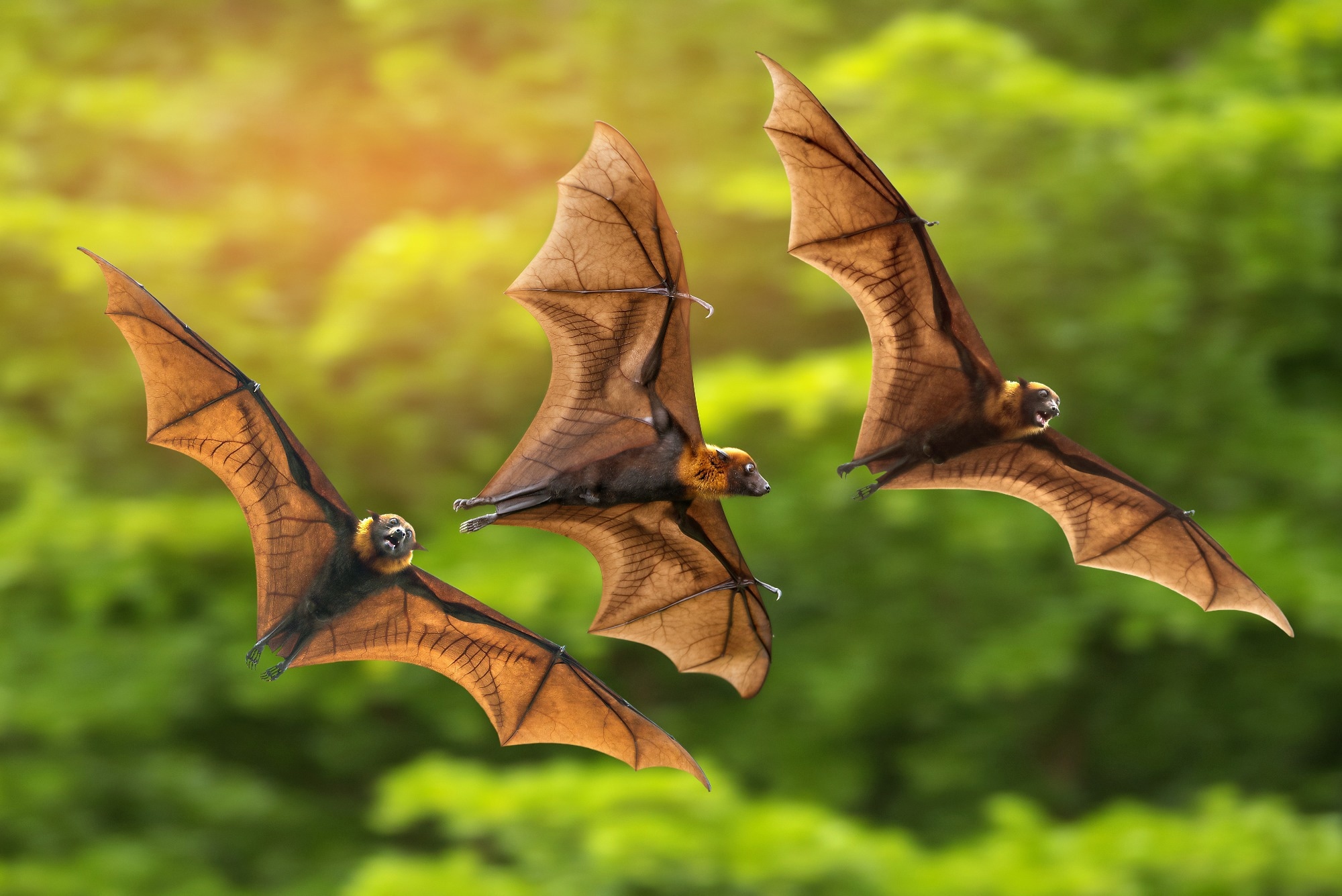 مطالعه: جداسازی ساربکویروس های خفاش، ژاپن.  اعتبار تصویر: پرندگان مستقل/Shutterstock