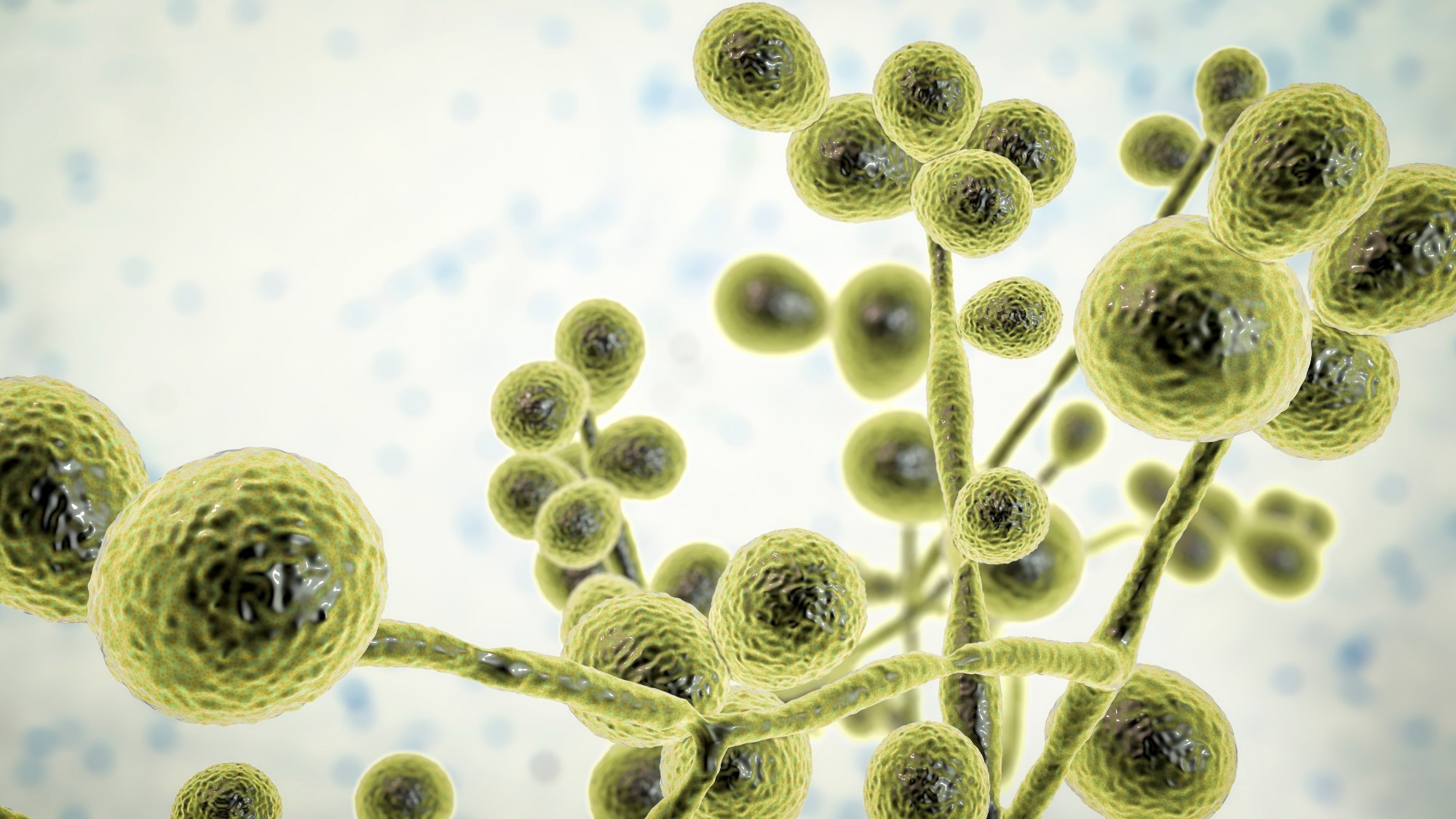 Study: Increasing number of cases and outbreaks caused by Candida auris in the EU/EEA, 2020 to 2021. Image Credit: Kateryna Kon/Shutterstock