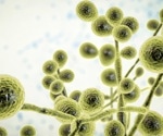 Increase in Candida auris infections among EU/EEA nations between 2020 and 2021