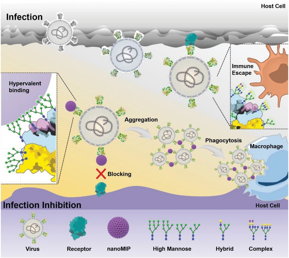 Illustration of virus inhibition by anti-high mannose nanoMIP.