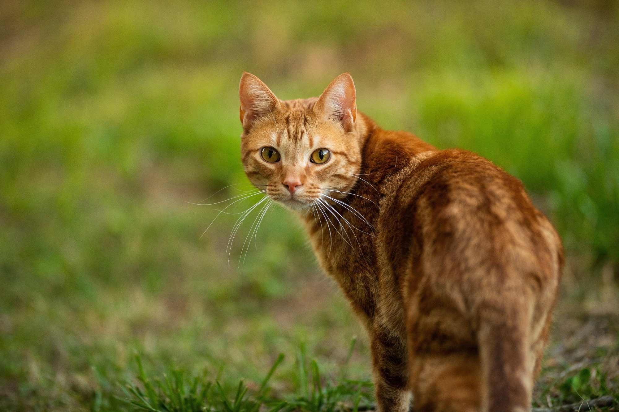 مطالعه: افزایش شیوع SARS-CoV-2 و الگوهای خنثی سازی آنتی بادی متقاطع در گربه های خانگی انگلستان.  اعتبار تصویر: Gunnar Rathbun/Shutterstock