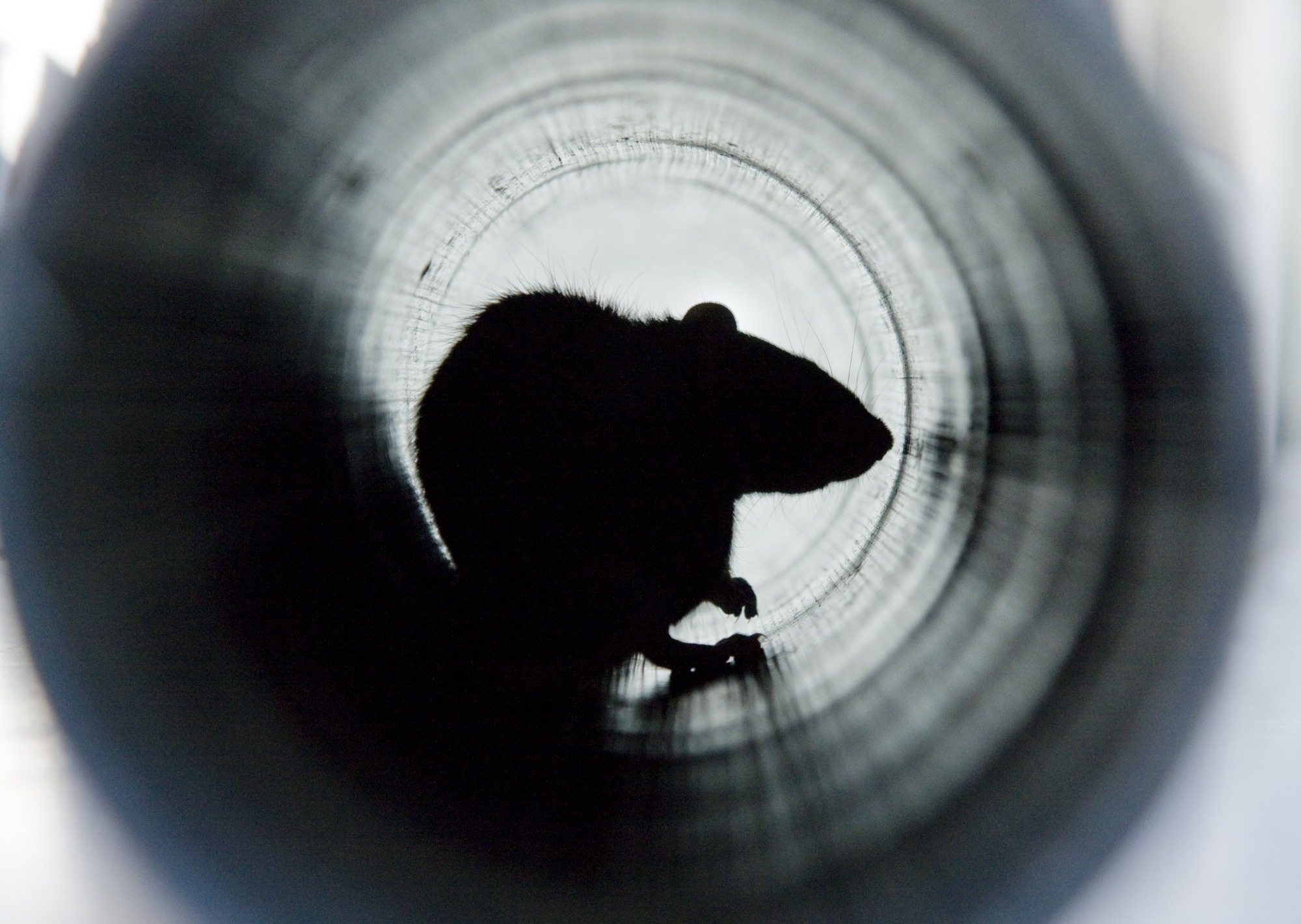 Study: SARS-CoV-2 exposure in Norwegian rats (Rattus norvegicus) from New York City. Image Credit: Wirestock Creators/Shutterstock