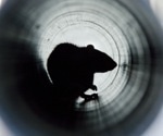 New York sewer rats are easily infected by SARS-CoV-2, according to new study