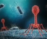 Exploring synthetic engineering of bacteriophages