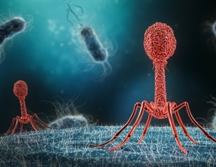 Exploring synthetic engineering of bacteriophages
