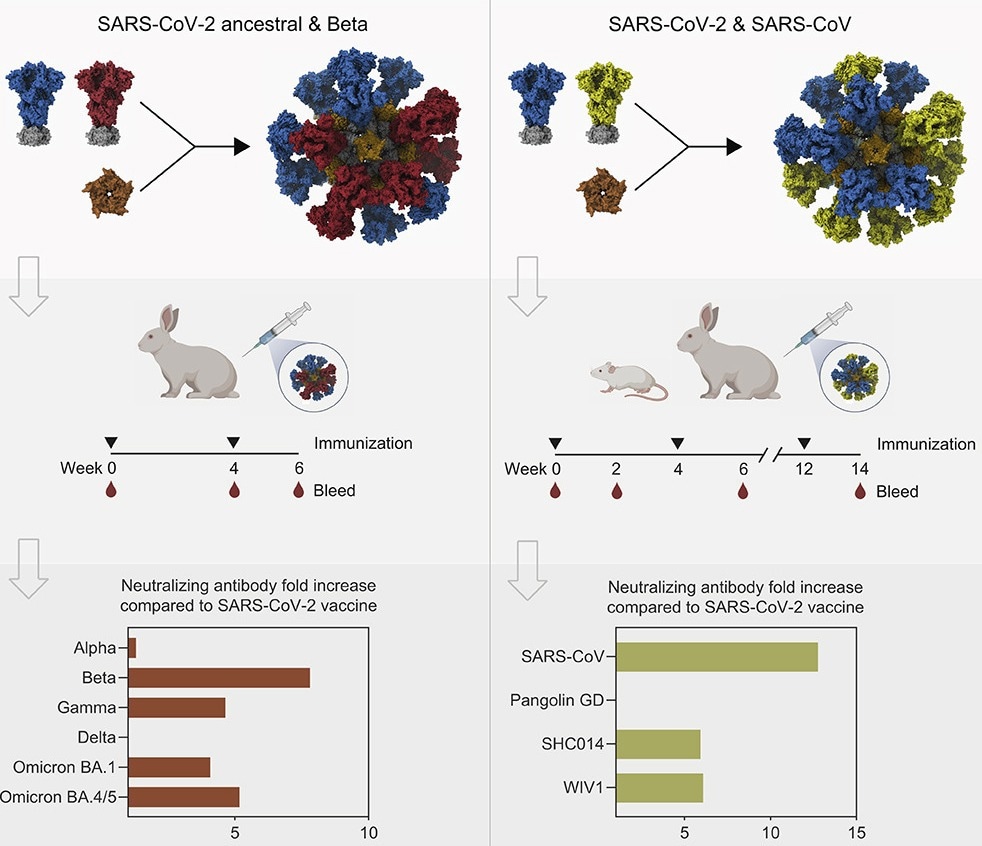 Las nanopartículas que muestran mutaciones de SARS-CoV-1 y SARS-CoV-2 inducen amplias respuestas de anticuerpos en el modelo animal.