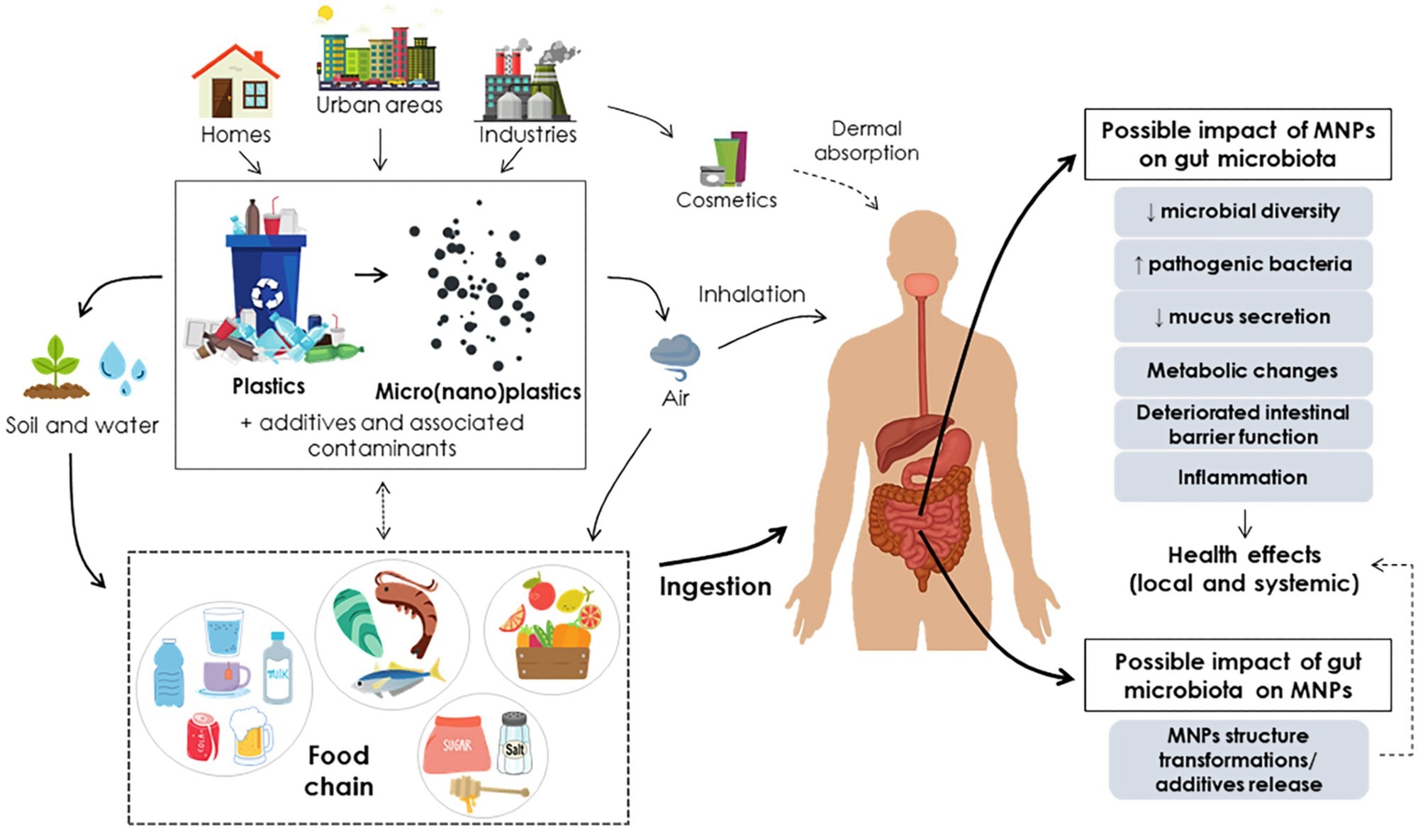 Routes of micro(nano)plastic exposure to humans and their impact on the gut microbiota. Designed using elements by ©Canva via Canva.com (access date: May 2022, version used Canva 2.0)