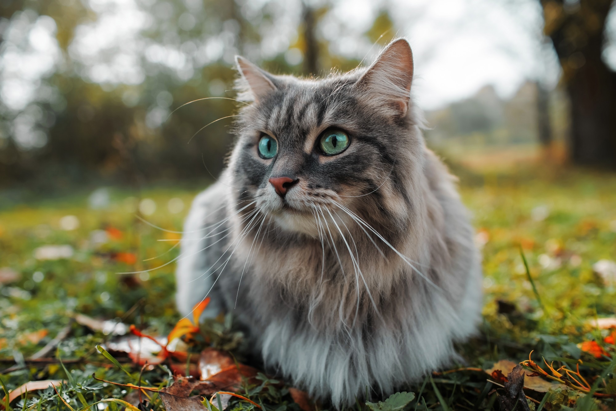 Study: Feline Coronavirus Infection of Domestic Cats Causes Development of Cross-Reactive Antibodies to SARS-CoV-2 Receptor Binding Domain. Image Credit: Sergio Photone/Shutterstock