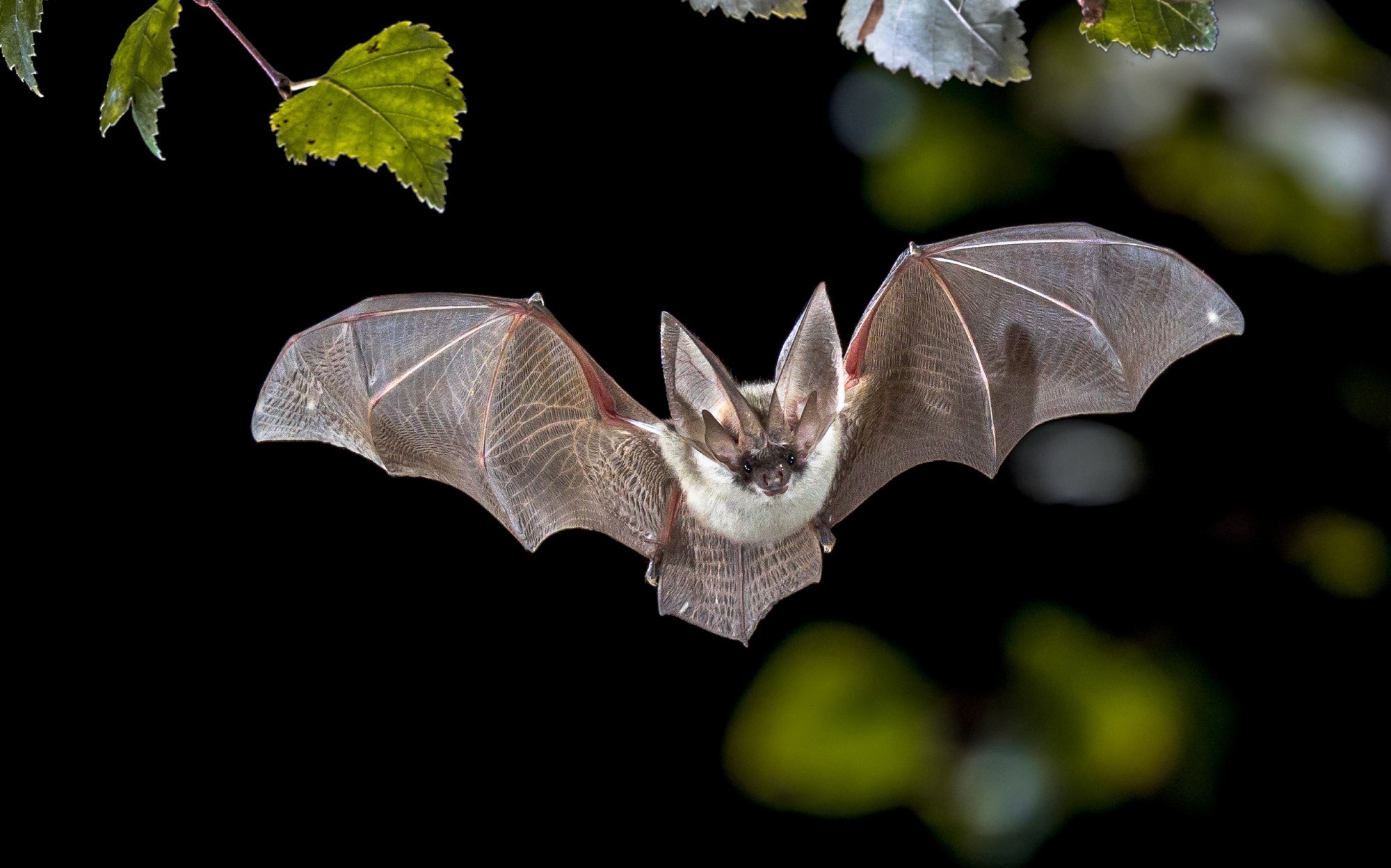 Study: Individual bat viromes reveal the co-infection, spillover and emergence risk of potential zoonotic viruses. Image Credit: Rudmer Zwerver/Shutterstock