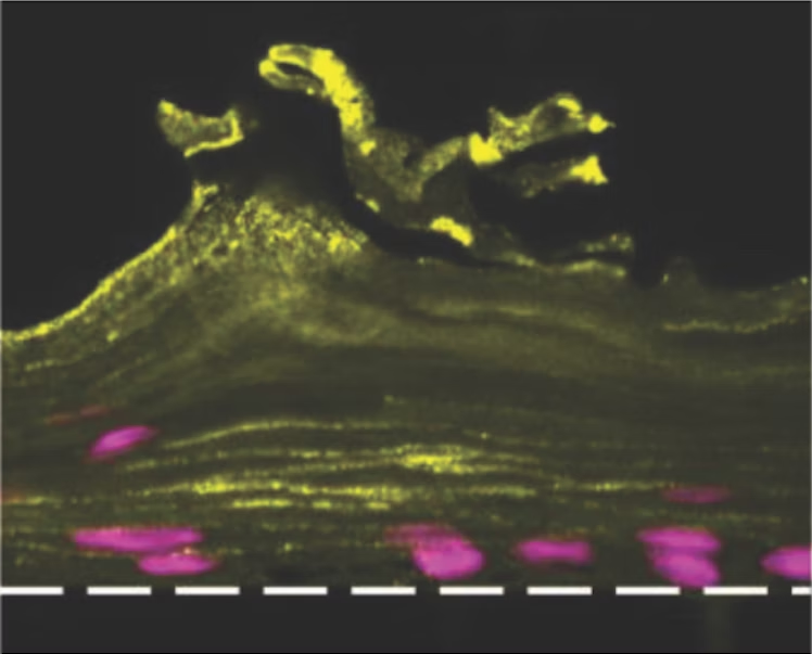 New microfluidic Organ Chip platform replicates the human vaginal tissue microenvironment