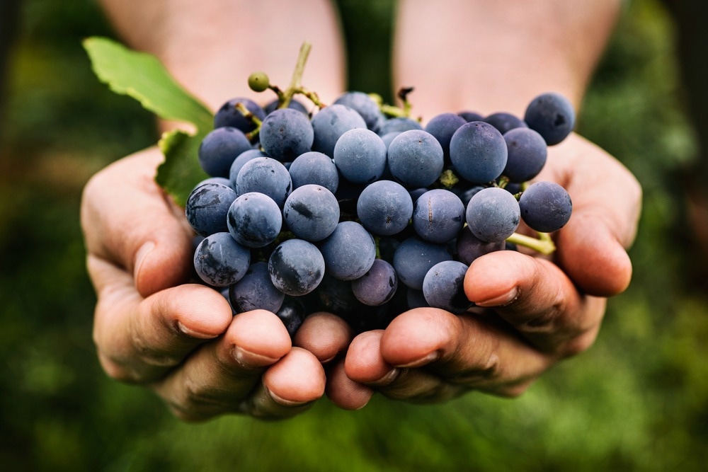 Étude : La consommation de raisin à court terme diminue l'érythème cutané induit par les UV.  Crédit d'image : Mito/Shutterstock