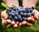 The potential of grape consumption to modulate UV-induced skin erythema