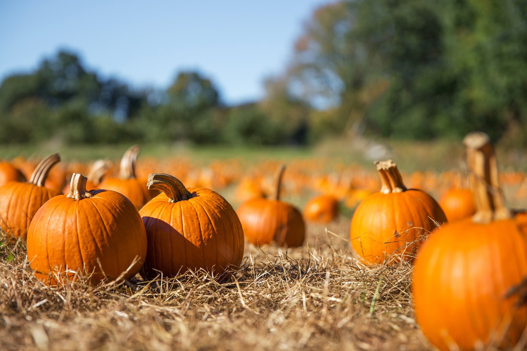 Study: Biological Activity of Pumpkin Byproducts: Antimicrobial and Antioxidant Properties. Image Credit: EvgeniiAnd/Shutterstock