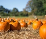 Pumpkin byproducts exhibit antioxidant and antimicrobial activity