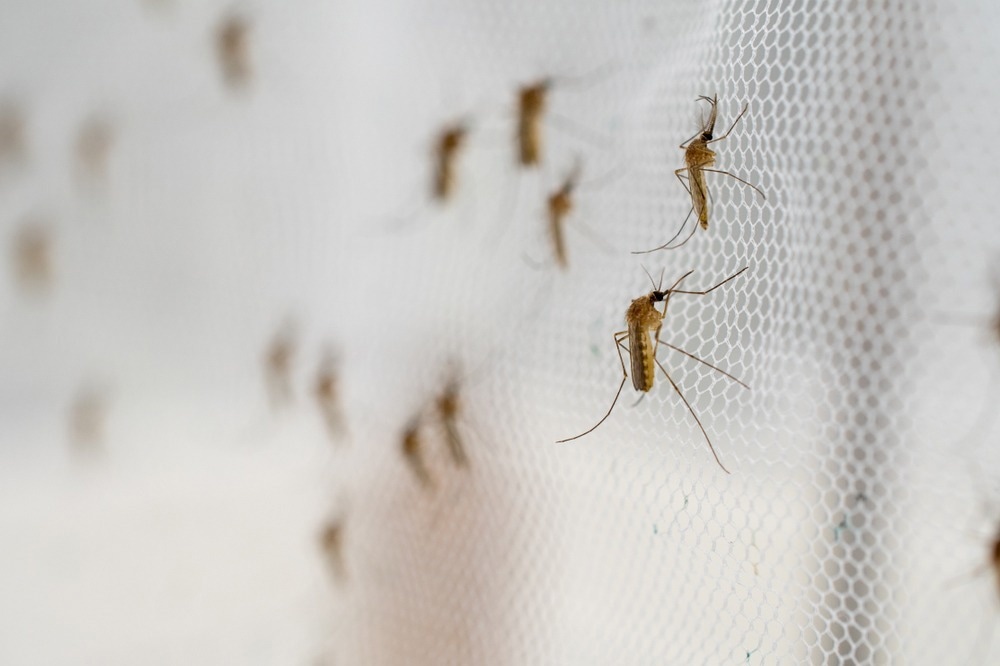 مطالعه: شیوع مالاریا در لائوس توسط یک جارو انتخابی برای جهش‌یافته‌های Plasmodium falciparum kelch13 R539T: تجزیه و تحلیل اپیدمیولوژی ژنتیکی انجام شد.  اعتبار تصویر: PPK_studio / Shutterstock.com