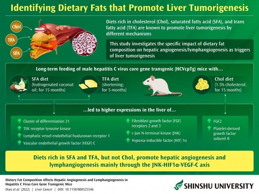 Study shows how dietary saturated/trans fats promote liver tumorigenesis