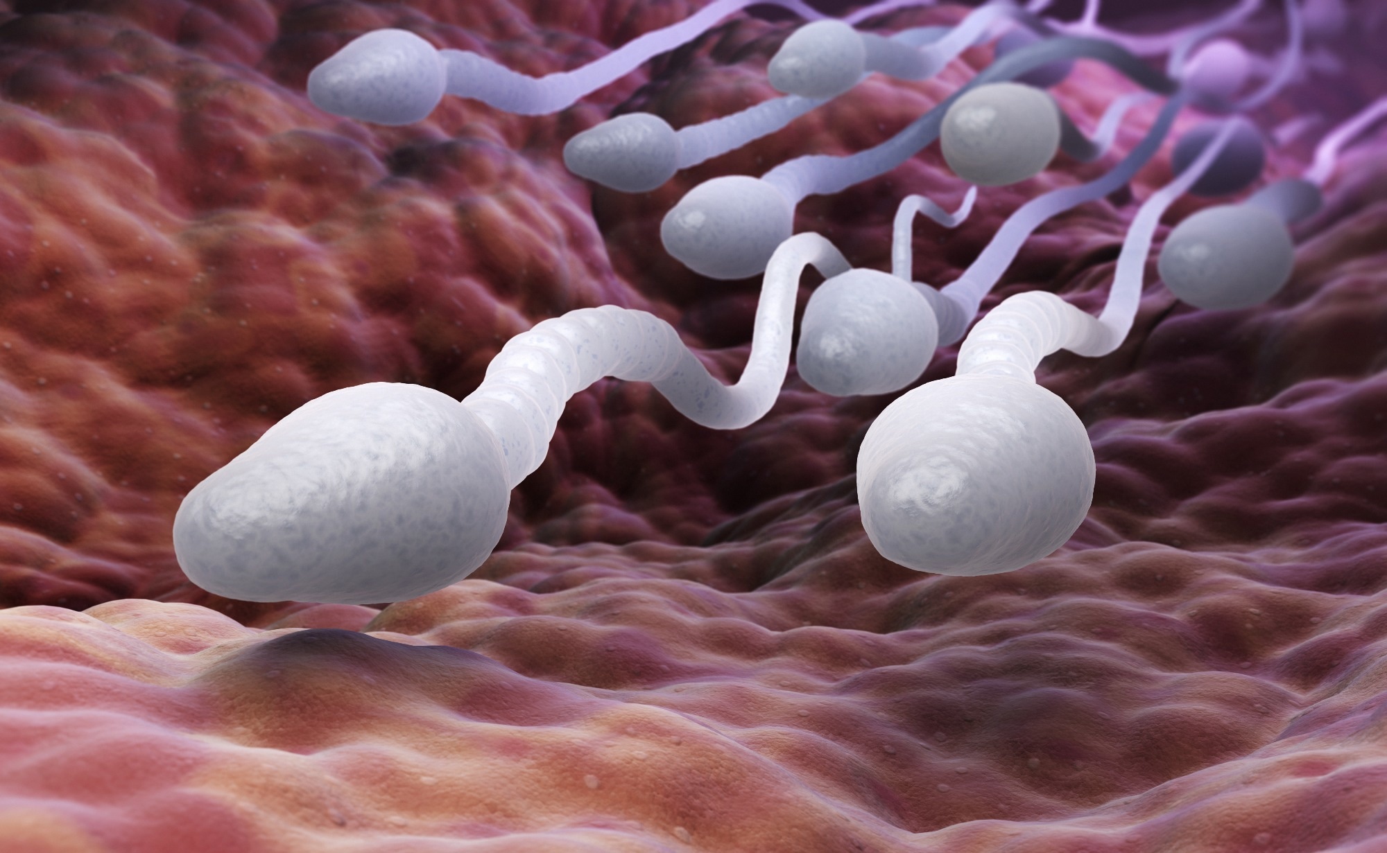 Study: The effect of COVID-19 vaccines on sperm parameters: a systematic review and meta-analysis. Image Credit: Tatiana Shepeleva/Shutterstock