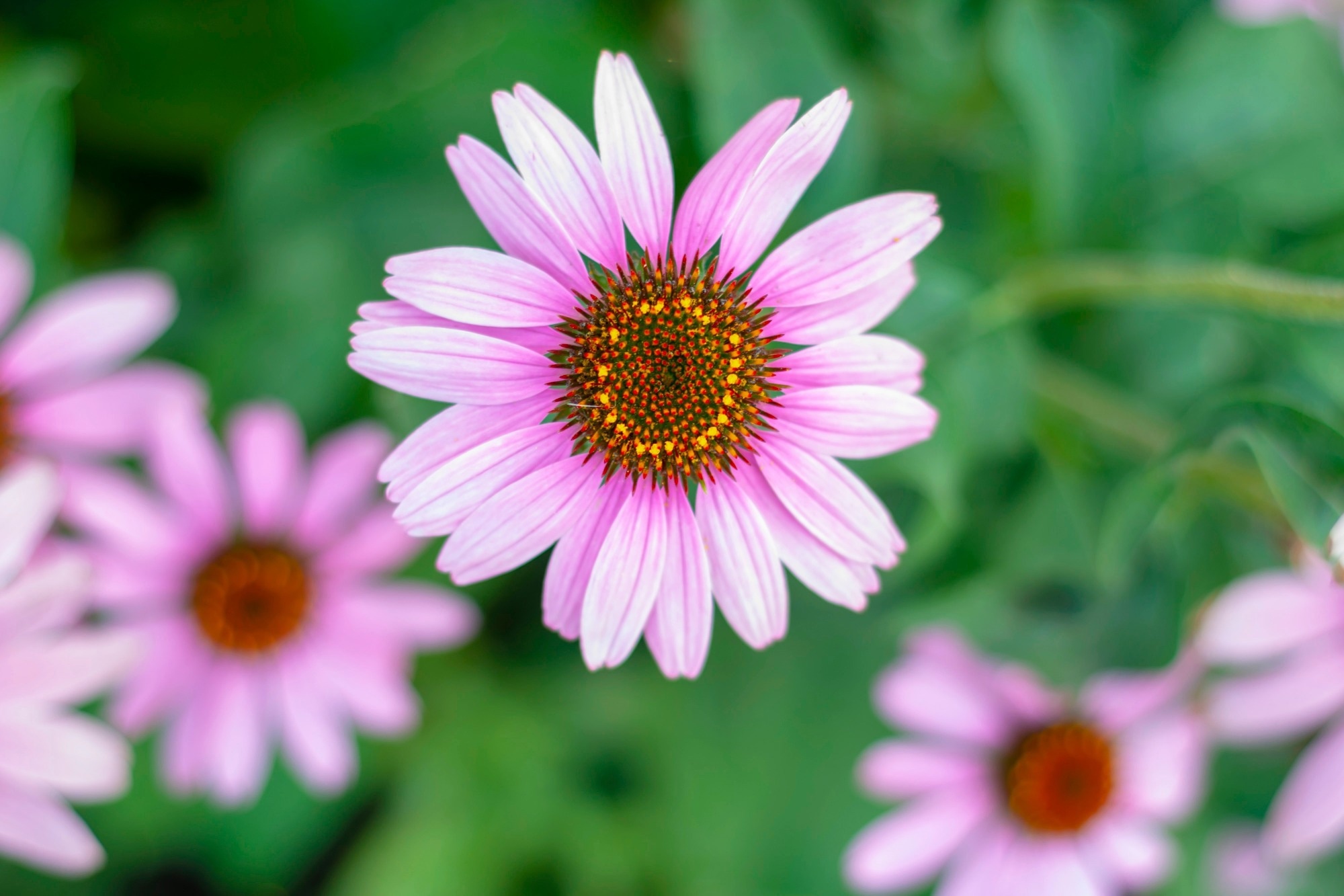 Die Blütengruppe der Echinacea gehört zur Familie der Korbblütler oder Korbblütler.  ​​​​​​​Bildnachweis: Kyliki / Shutterstock