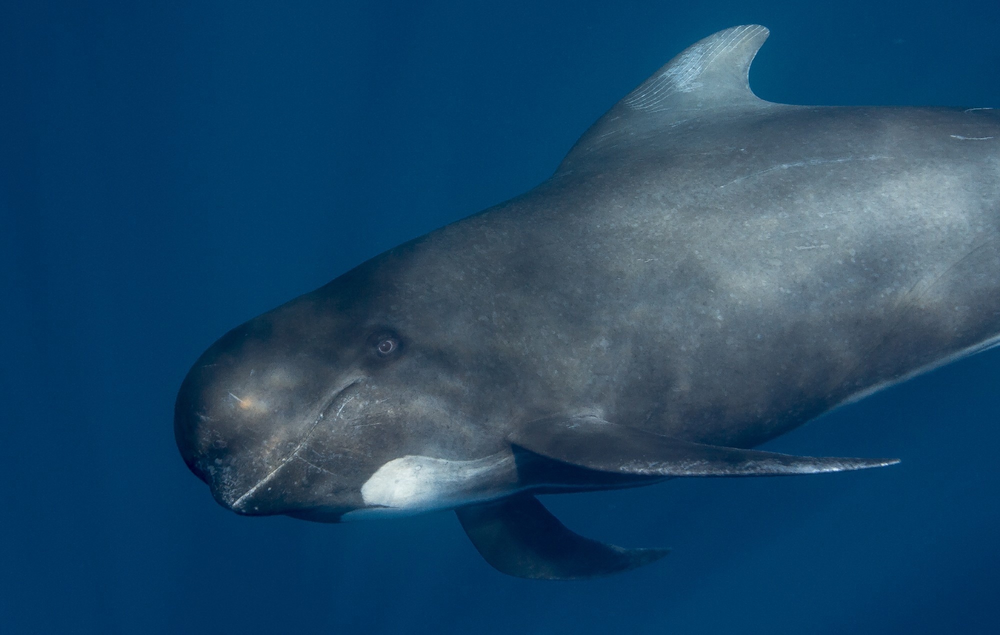 Study: Alzheimer’s disease-like neuropathology in three species of oceanic dolphin. Image Credit: Andrew Sutton / Shutterstock
