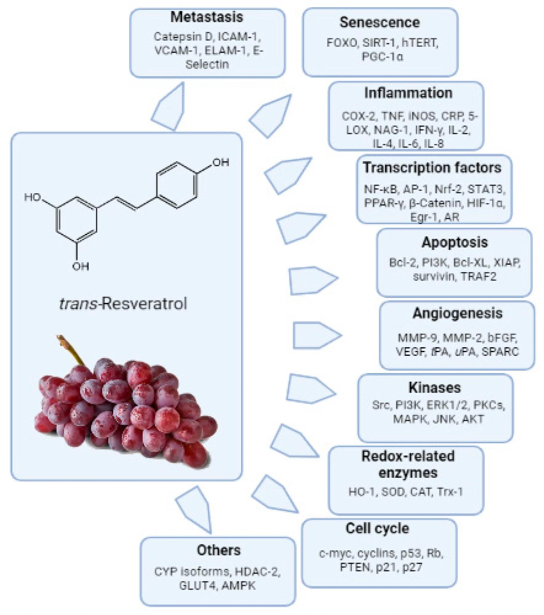 Resveratrol-modulated biochemical targets. AP-1, activator protein 1; CAT, catalase; CDK, cyclin dependent kinase; COX, cyclooxygenase; CRP, C-reactive protein; CYP, cytochrome P450; ER, estrogen receptor; ERK, extra cellularly regulated kinase; GPx, glutathione peroxidase; HIF, hypoxia inducing factor; hTERT, human telomerase reverse transcriptase; ICAM, intracellular adhesion molecule; IAP, inhibitor of apoptosis proteins; iNOS, inducible nitric oxide; MAPK, mitogen activated protein kinase; MMP, matrix metalloproteinase; NFκB, nuclear factor kappa B; PI3K, phosphoinositide-3 kinase; Rb, retinoblastoma; SOD, superoxide dismutase; STAT, signal transducer and activator of transcription; SPARC, secreted protein acidic and rich in cysteine; TNF, tumor necrosis factor; VEGF, vascular endothelial growth factor.