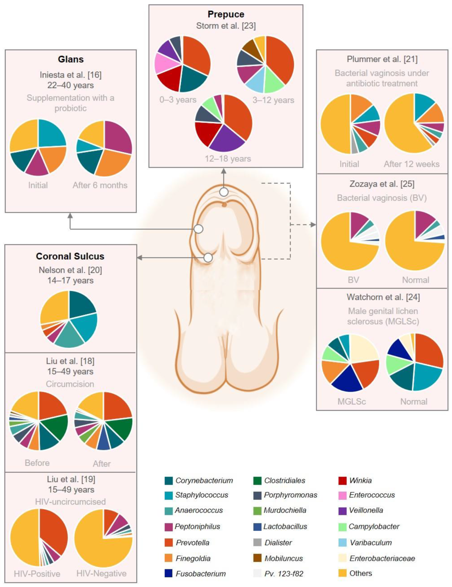 Graphical representation of the male genital mucosa microbiome composition.  This figure was based on eight studies that reported the abundance at genus level.  The remaining studies did not have raw abundance data available.  The figure was created with BioRender.com (accessed on 16 September 2022).