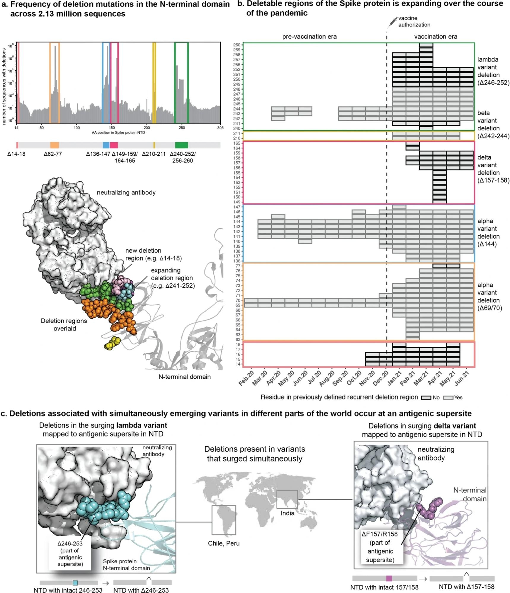 The repertoire of deletions in the spike protein N-terminal domain is expanding throughout the pandemic.  (a) Frequency of occurrence of deletion mutations in the N-terminal domain in 2.13 million Spike protein sequences (as of June 30, 2021).  Both known and novel repetitive deletion sites are schematically shown and mapped onto the structure of the Spike protein.  Positions corresponding to deletion mutations in the spike protein are shown as colored spheres and the neutralizing antibody is indicated using a gray surface representation.  (b) During the pandemic 