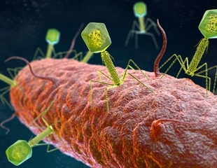 Researchers review bacteriophage treatment