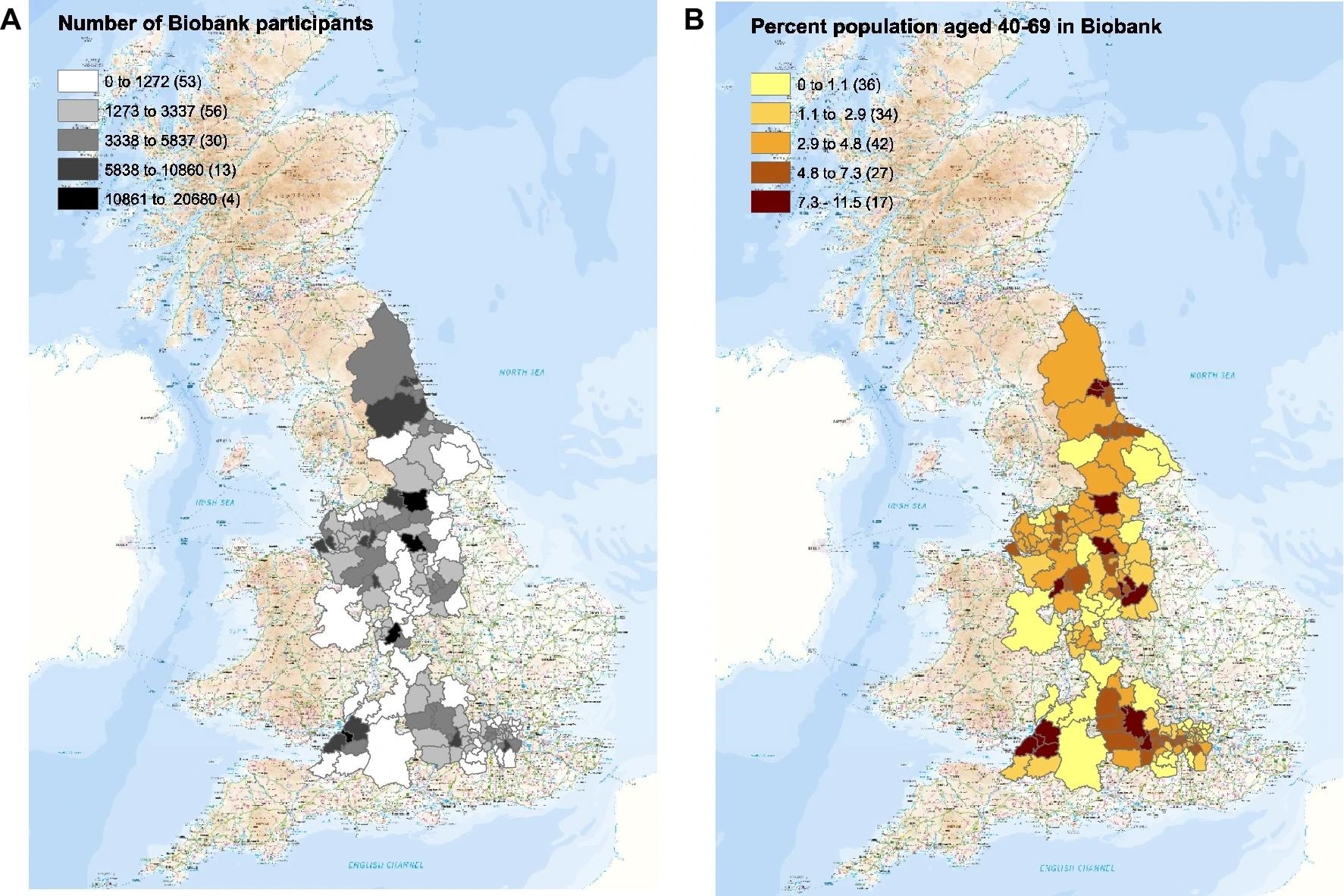 ​​​​​​​The numbers of UK Biobank participants identified in each local authority in which recruitment occurred (left), and the percentage of the population in each local authority recruited (right). Maps were made with ARCGIS by UKHSA.