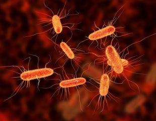 Study on bacterial infection in older individuals