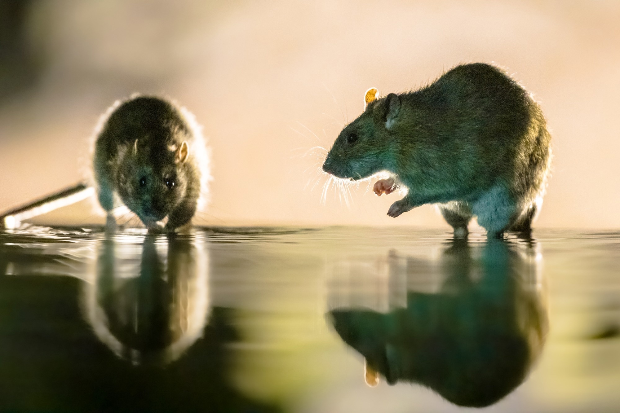 Study: The Ecology of Viruses in Urban Rodents with a Focus on SARS-CoV-2. Image Credit: Rudmer Zwerver / Shutterstock