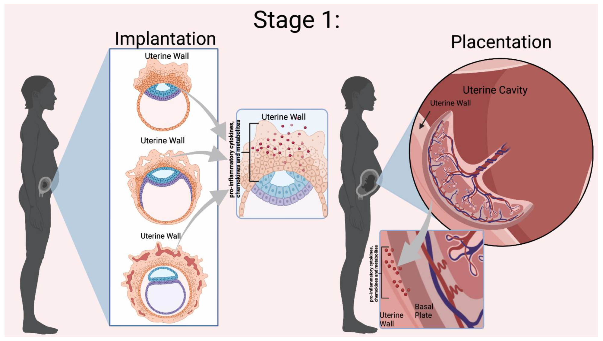 Mor et al. Stage 1 of Immunological Events Occurring During Pregnancy. Implantation relies on the presence of pro-inflammatory cytokines, chemokines, and other mediators to invade the uterine wall. During placentation, there is a dynamic relationship between the uterine wall and the placenta for trophoblast differentiation and proper placental development. Inflammation is indicated by the red dots in the Figure. Figure created in BioRender.