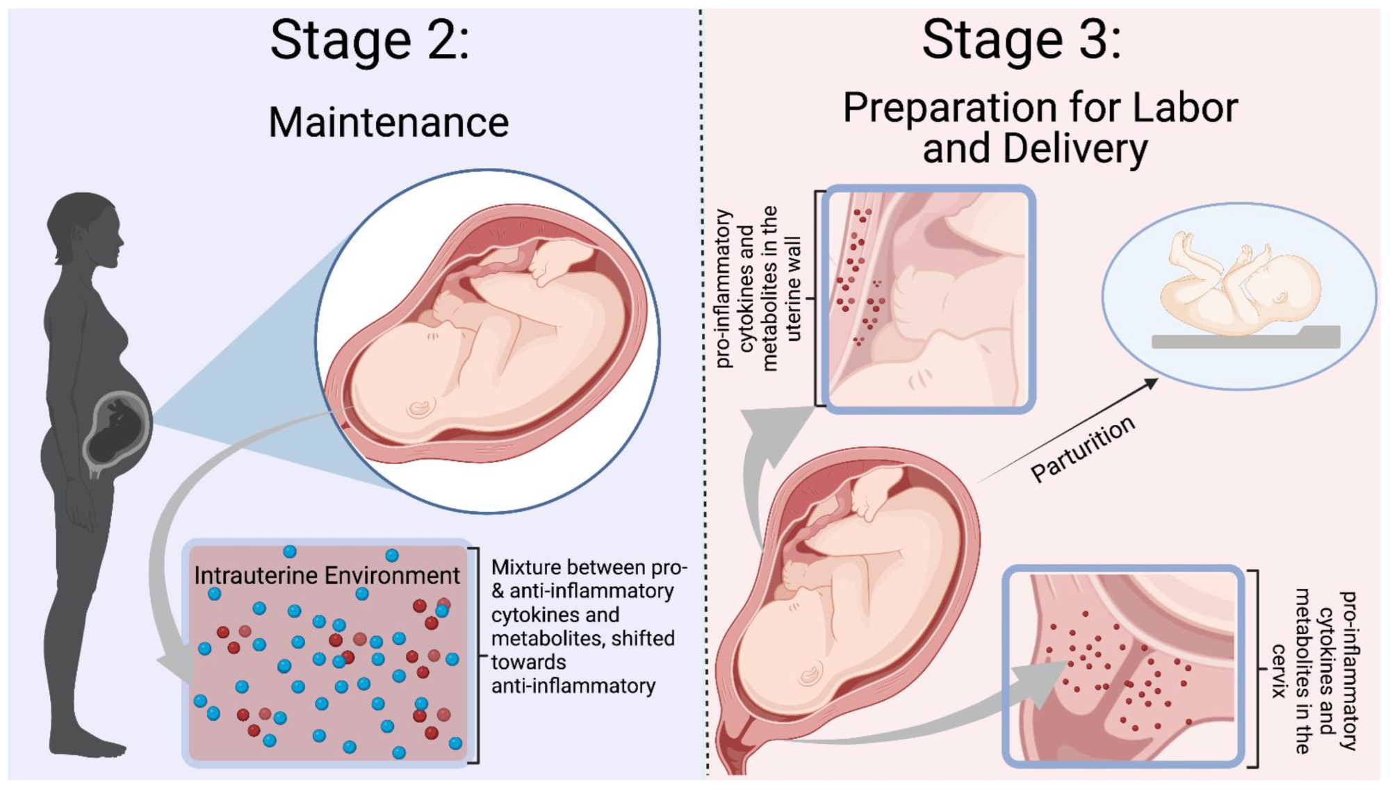 Mo et al. Stages 2-3 of immunological events that occur during pregnancy. Stage 2 is defined by a balance of pro- and anti-inflammatory mediators and involves a transition to an anti-inflammatory environment. Inflammation is necessary to prevent fetal infection and rejection. Stage 3 is the pro-inflammatory condition that prepares for labor and delivery. Cytokines and mediators remodel the cervix, infiltrate the uterus and participate in uterine contractions. Blue dots represent anti-inflammatory molecules and red dots represent pro-inflammatory molecules. The figure was created with Violender.