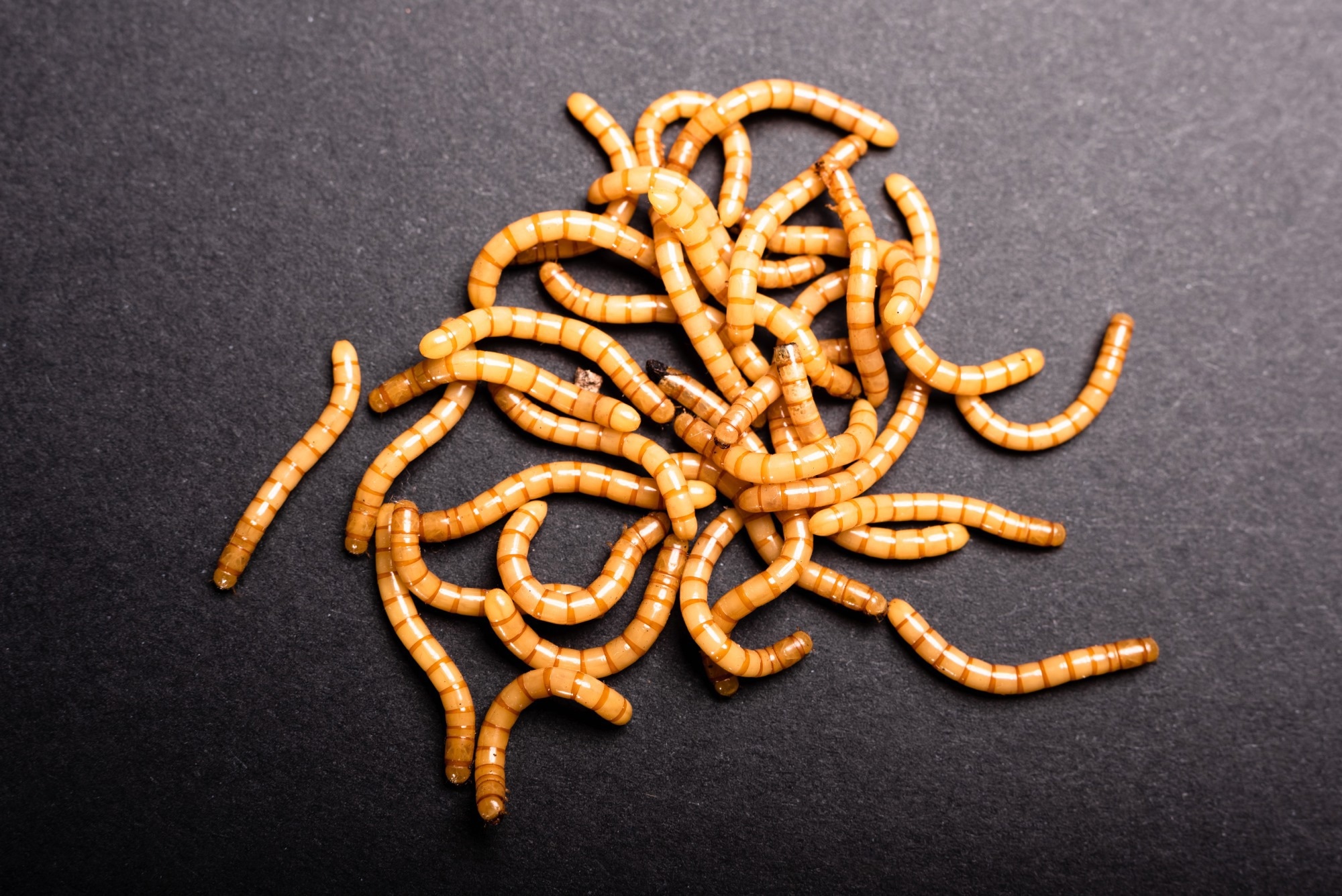 Golden mealworms, Tenebrio molitor. Image Credit: Joaquin Corbalan P / Shutterstock