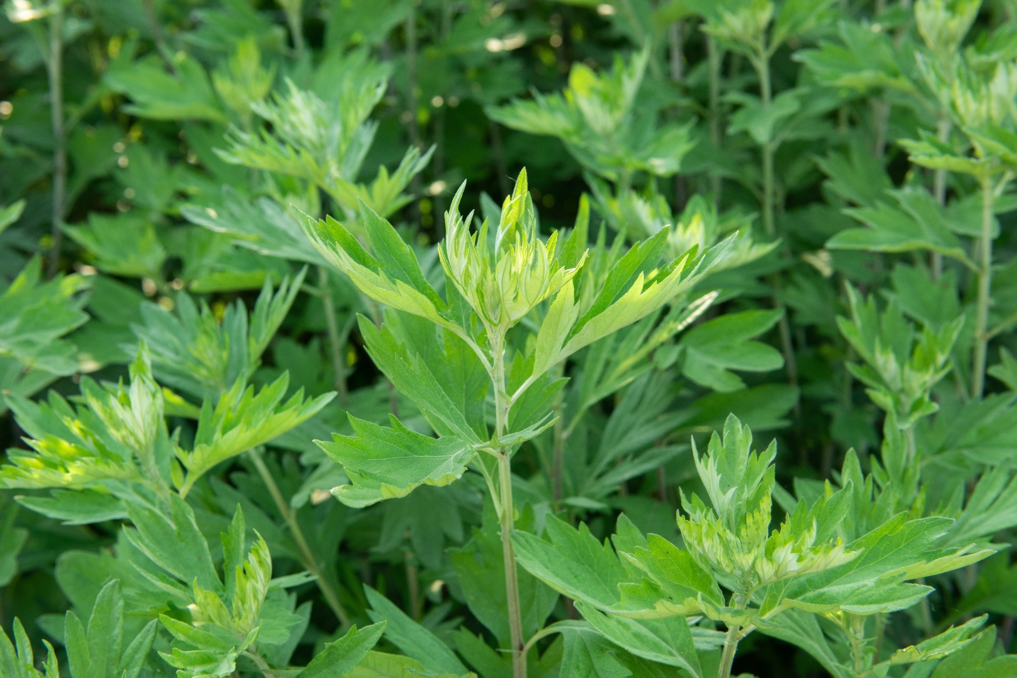 W nowych badaniach wykazano, że ekstrakty roślinne Artemisia argyi i fitochemikalia hamują SARS-CoV-2