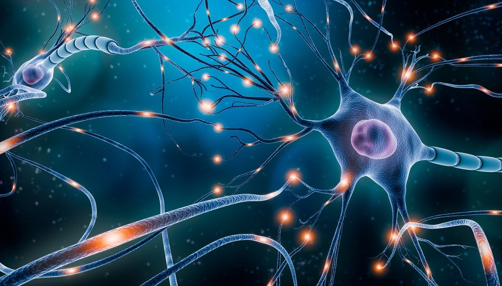Study: Ion-tunable antiambipolarity in mixed ion–electron conducting polymers enables biorealistic organic electrochemical neurons. Image Credit: MattLphotography/Shutterstock