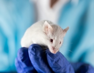 Partial genetic reprogramming might extend lifespan and reverse aging in old mice