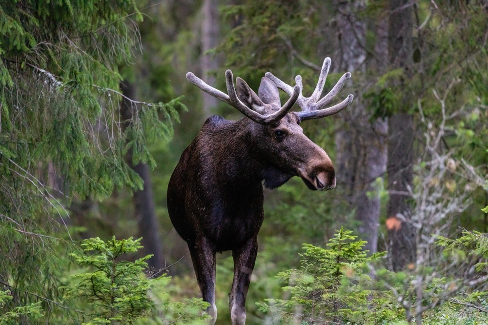 Study: Novel Prion Strain as Cause of Chronic Wasting Disease in a Moose, Finland. Image Credit: ArtBBNV / Shutterstock.com
