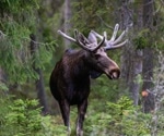 Novel prion strain causes chronic wasting disease in a Finland moose