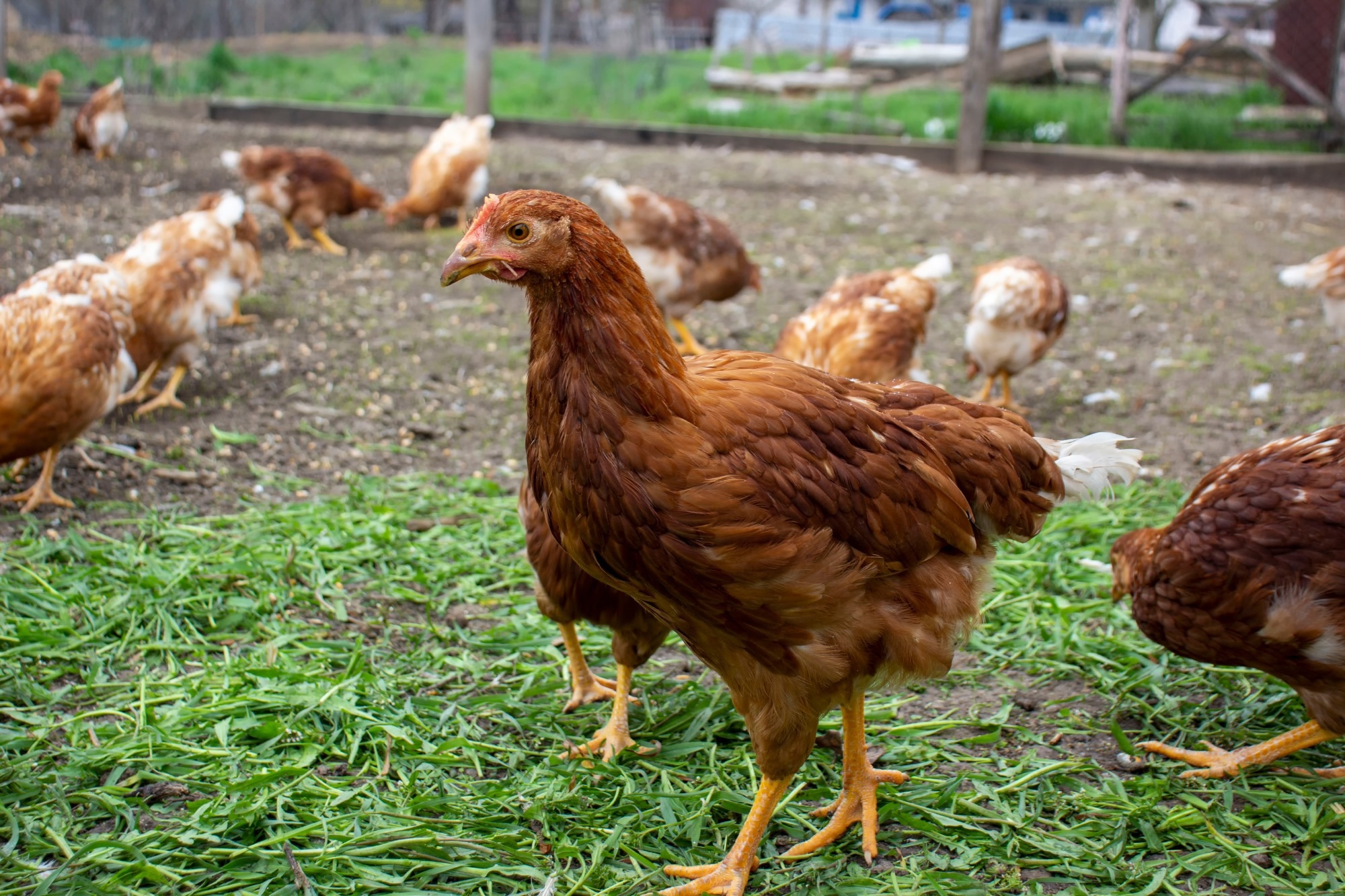 Study: Human infection caused by avian influenza A(H5) - Ecuador. Image Credit: malshkoff/Shutterstock