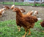 WHO reports a severe case of avian (bird) flu in Ecuador