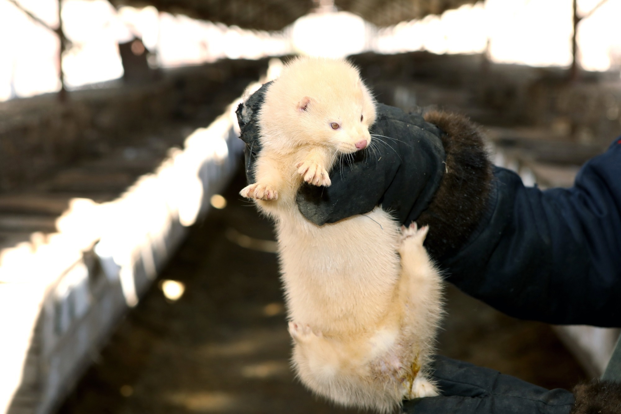 First identified epidemic of extremely pathogenic avian influenza H5N1 in farmed mink