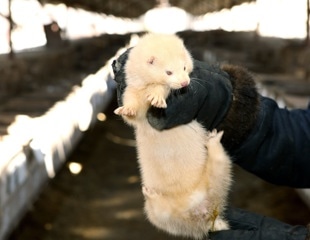 First known epidemic of highly pathogenic avian influenza H5N1 in farmed mink