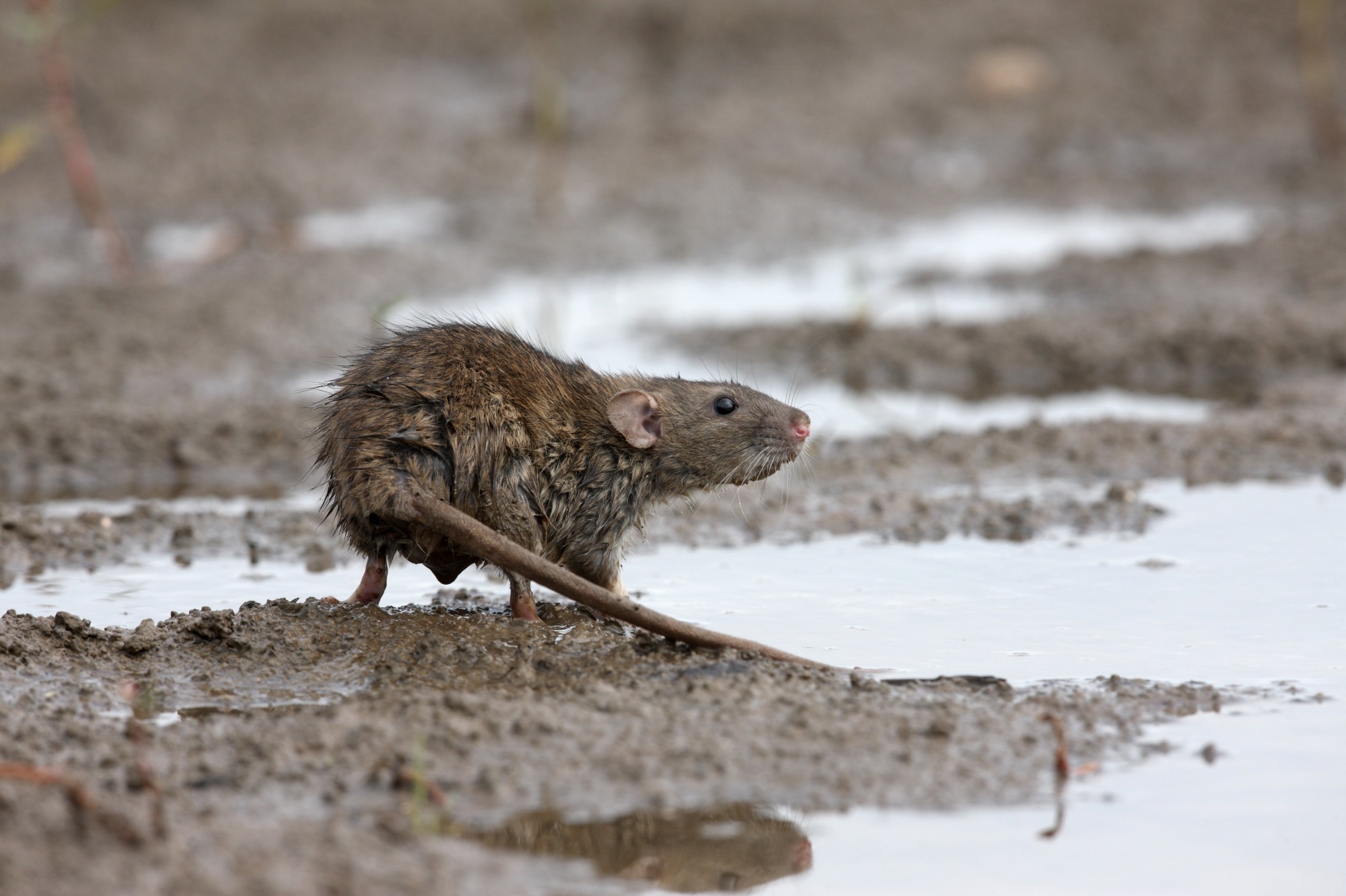 Study: Studies on rodent trapping as an overlooked source of information to understand endemic and novel zoonotic spillover​​​​​​​.  Image Credit: Erni/Shutterstock