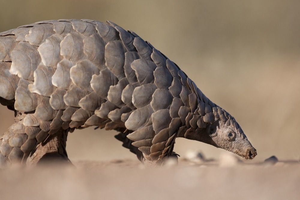 Study: Discovery of novel papillomaviruses in the critically endangered Malayan and Chinese pangolins. Image Credit: 2630ben / Shutterstock.com