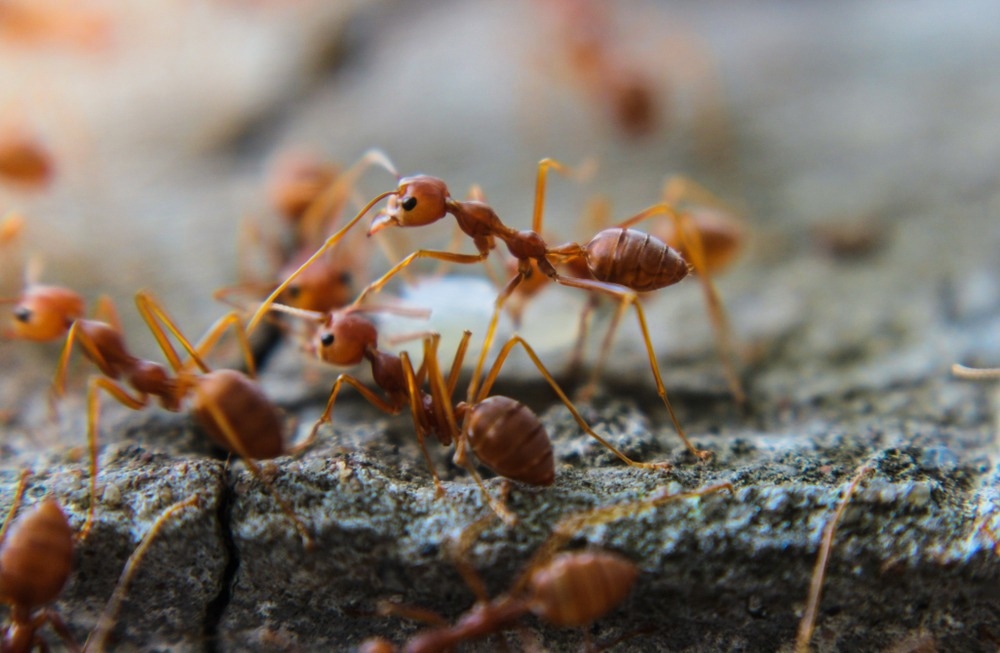 Ants show the potential to become a fast efficient inexpensive and non-invasive tool for the detection of human tumors – News-Medical.Net
