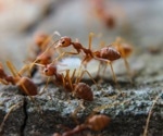 Ants show the potential to become a fast, efficient, inexpensive, and non-invasive tool for the detection of human tumors